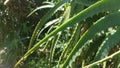 Close up of aloe plant in the Botanical Garden at the Universidad Nacional Autonoma de Mexico