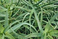 Close up of aloe plant green leaves background Royalty Free Stock Photo