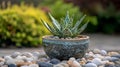 Close Up of Aloe Succulent in Speckled Pot Royalty Free Stock Photo