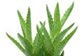 Close up of aloe vera