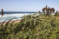 Close up of Aloes and Vegetation Growning on Dunes at Shoreline