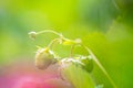 Close up of alone unripe small strawberry bush on a a garden