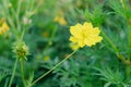 Close-up alone Yellow cosmos flower blooming in the garden on blurred background Royalty Free Stock Photo