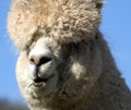 Close up of alpaca in field