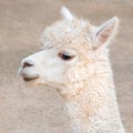 Close up alpaca