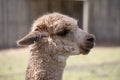 this is a close up of an alpaca