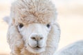 Close up of an alpaca Royalty Free Stock Photo