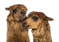 Close-up of Alpacas Royalty Free Stock Photo