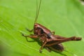 Close-up alpine brown grasshopper with big beautiful eyes on a green leaf Royalty Free Stock Photo