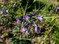 Close-up of alpine delphinium or candle larkspur Delphinium elatum with spikes of blue and purple flowers in summer Royalty Free Stock Photo