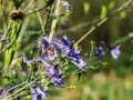 Close-up of alpine delphinium or candle larkspur Delphinium elatum with spikes of blue and purple flowers in summer Royalty Free Stock Photo