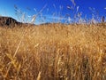 A close-up of alpine grass with blue sky abstract background Royalty Free Stock Photo