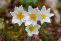 Close up Alpine pasque flowers in mountains