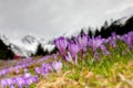 Close up of alpine purple crocus flowers in spring season.