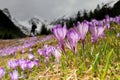 Close up of alpine purple crocus flowers in spring season.