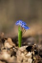 Close up of alpine squill or two-leaf squill, Scilla bifolia