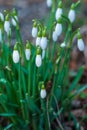 Close-up alpine white drooping bell-shaped snowdrops in spring in the afternoon