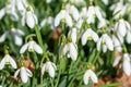 Close-up alpine white drooping bell-shaped snowdrops in sunny day