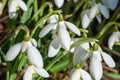 Close-up alpine white drooping bell-shaped snowdrops in sunny day