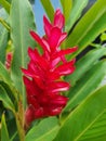 Close-up of Alpinia purpurata flower. is a species of perennial plant in the Zingiberaceae family,