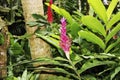 Jamaica Mount Mystic amazingpink Alpinia oceanica, red ginger Royalty Free Stock Photo