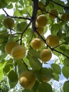 Already ripe apricot