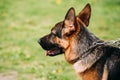 Close Up Alsatian Wolf Dog Or German Shepherd Dog. Deutscher Dog