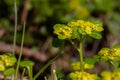 Close up of Alternate leafed golden saxifrage, also called Chrysosplenium alternifolium or Milzkraut