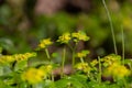 Close up of Alternate leafed golden saxifrage, also called Chrysosplenium alternifolium or Milzkraut