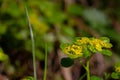 Close up of Alternate leafed golden saxifrage, also called Chrysosplenium alternifolium or Milzkraut