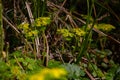 Close up of Alternate leafed golden saxifrage, also called Chrysosplenium alternifolium or Milzkraut