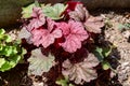 Close-up of alum root ornamental plant