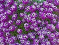 Close up of Alyssum Royal Carpet purple flowers