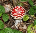Close up of An amanita kills red and white fly in the middle og leaves Royalty Free Stock Photo