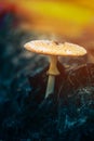 Close Up Of Amanita muscaria, commonly known as the fly agaric or fly amanita In Autumn Forest In sunlight. psychoactive