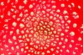 Close up of amanita muscaria mushroom cap