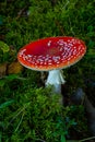 Close-up of a Amanita poisonous mushroom in nature. Fly amanita Amanita muscaria mushroom Royalty Free Stock Photo
