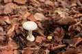 Close-up on an Amanita virosa in the woods