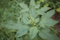 Amaranthus retroflexus plant