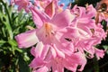 Close-up of Amaryllis belladonna flowers. Royalty Free Stock Photo
