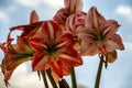 A close up of an Amaryllis flowering plant Royalty Free Stock Photo