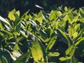 Close-up of Amazing bright green plants, leaves texture