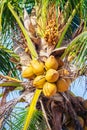 Close up on amazing coconut tree that its bunchs and nuts are ye