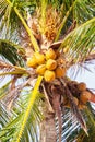 Close up on amazing coconut tree that its bunchs and nuts are ye