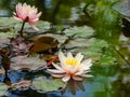 Close-up of amazing pink water lilies or lotus flowers Marliacea Rosea after rain in garden pond. Nympheas with rain drops Royalty Free Stock Photo