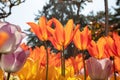 Macro view from below of orange tulips under sunshine