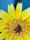 Close up on amazing yellow flower