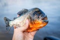 Close-up Amazon Brazil river piranha dangerous fish Royalty Free Stock Photo