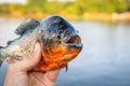 Close-up Amazon Brazil river piranha dangerous fish Royalty Free Stock Photo