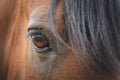 Close up of amber colored horse eye with long lashes of brown stallion Royalty Free Stock Photo